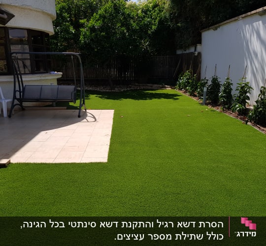 צמחים צעירים מסודרים בשורה ליד קיר בגינה